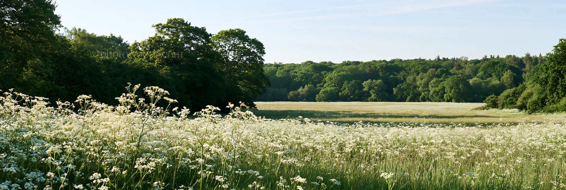 Cow parsley meadow in a sunny landscape - AI-generated stock image