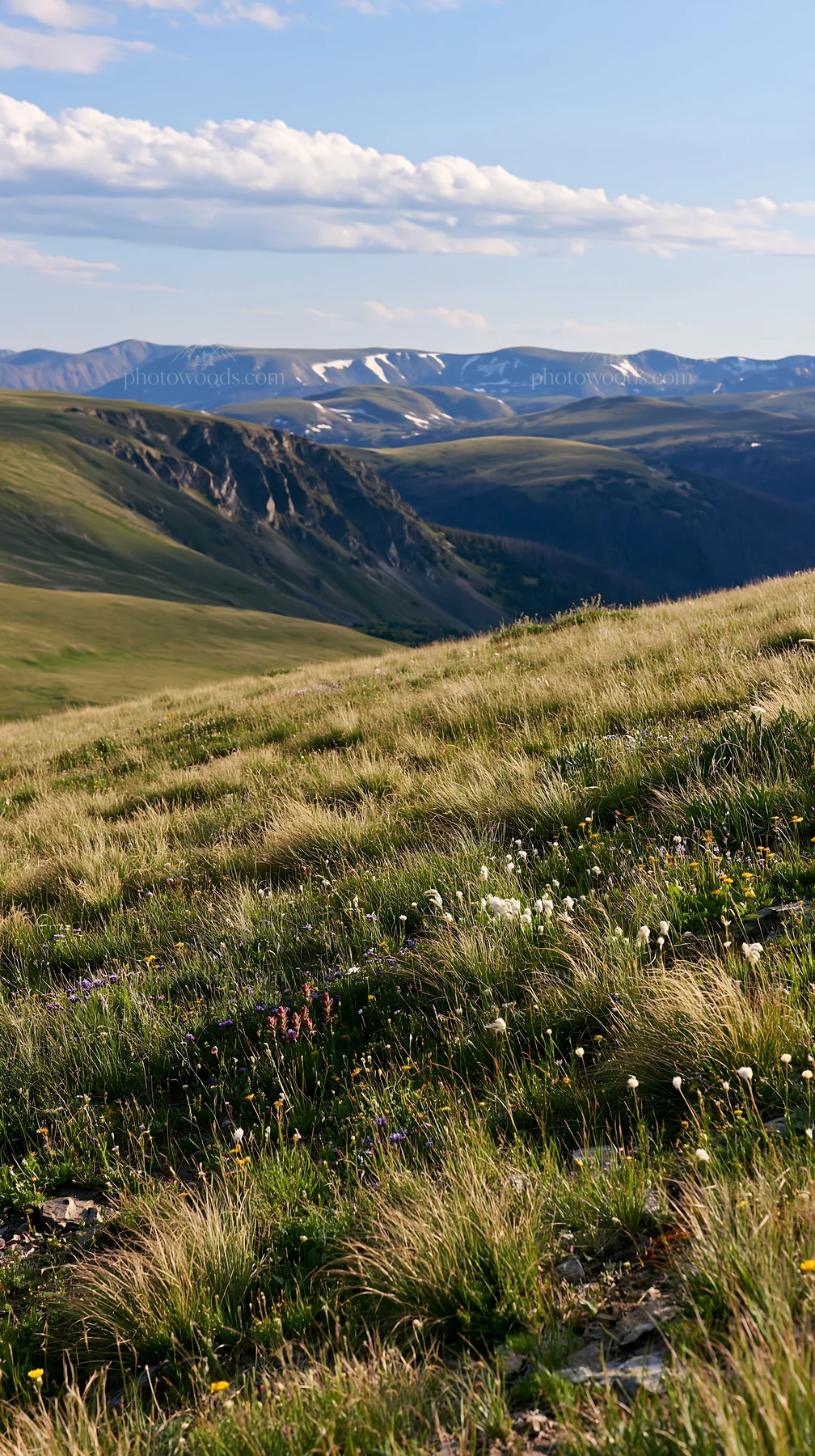 Climate-resilient meadow with mountains in the background - AI-generated stock image
