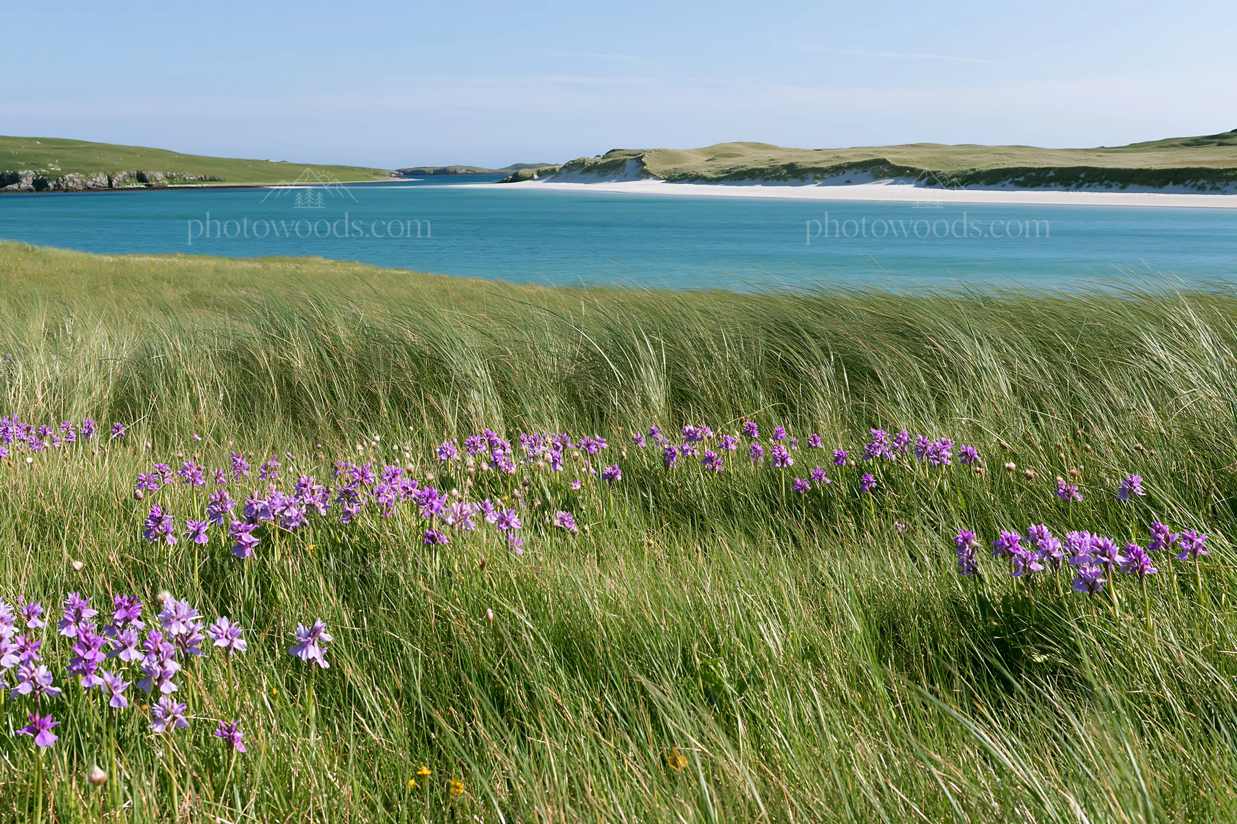 Colorful orchid meadow near a calm blue ocean - AI-generated stock image