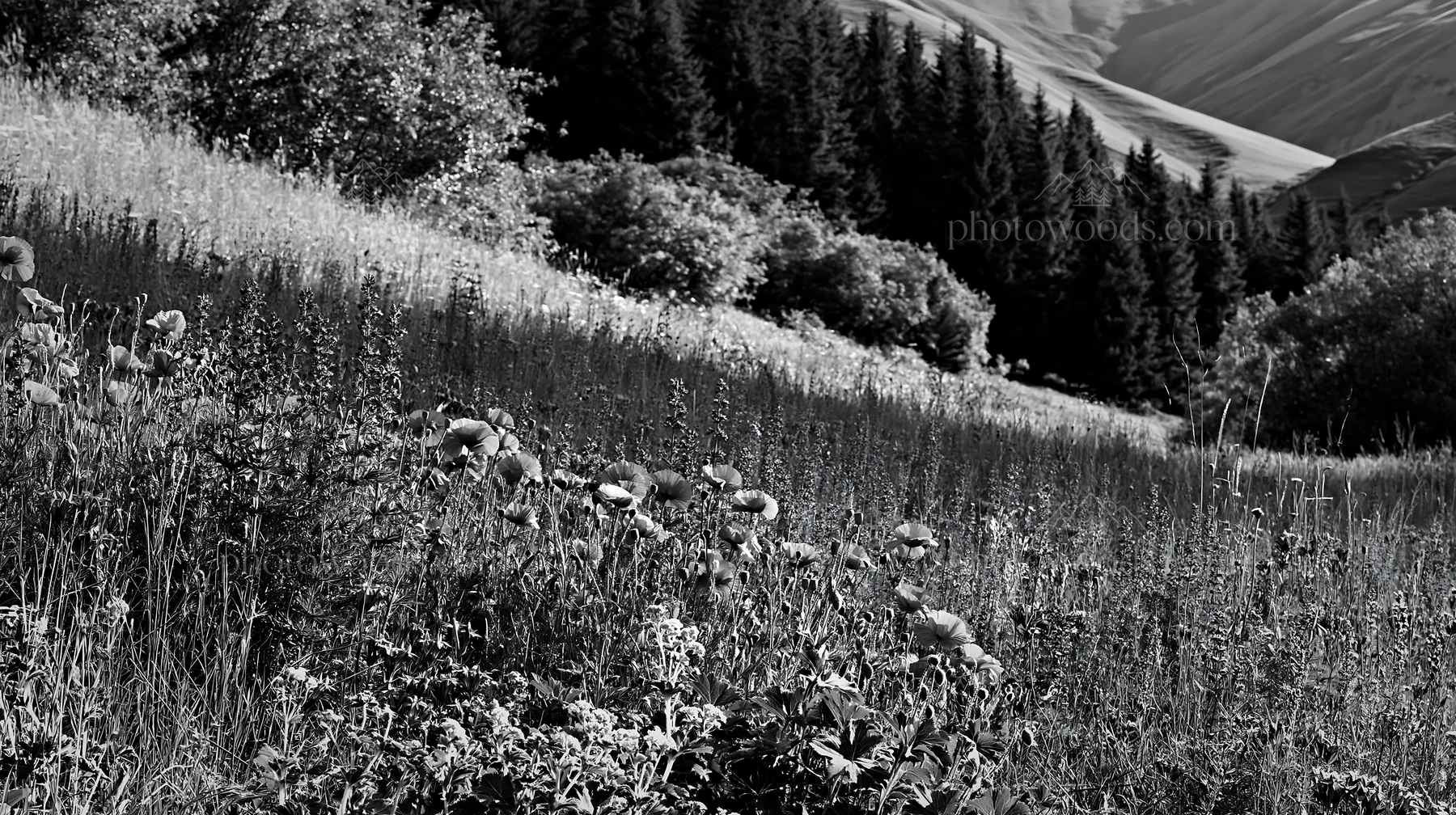 Poppy larkspur meadow in black and white - AI-generated stock image