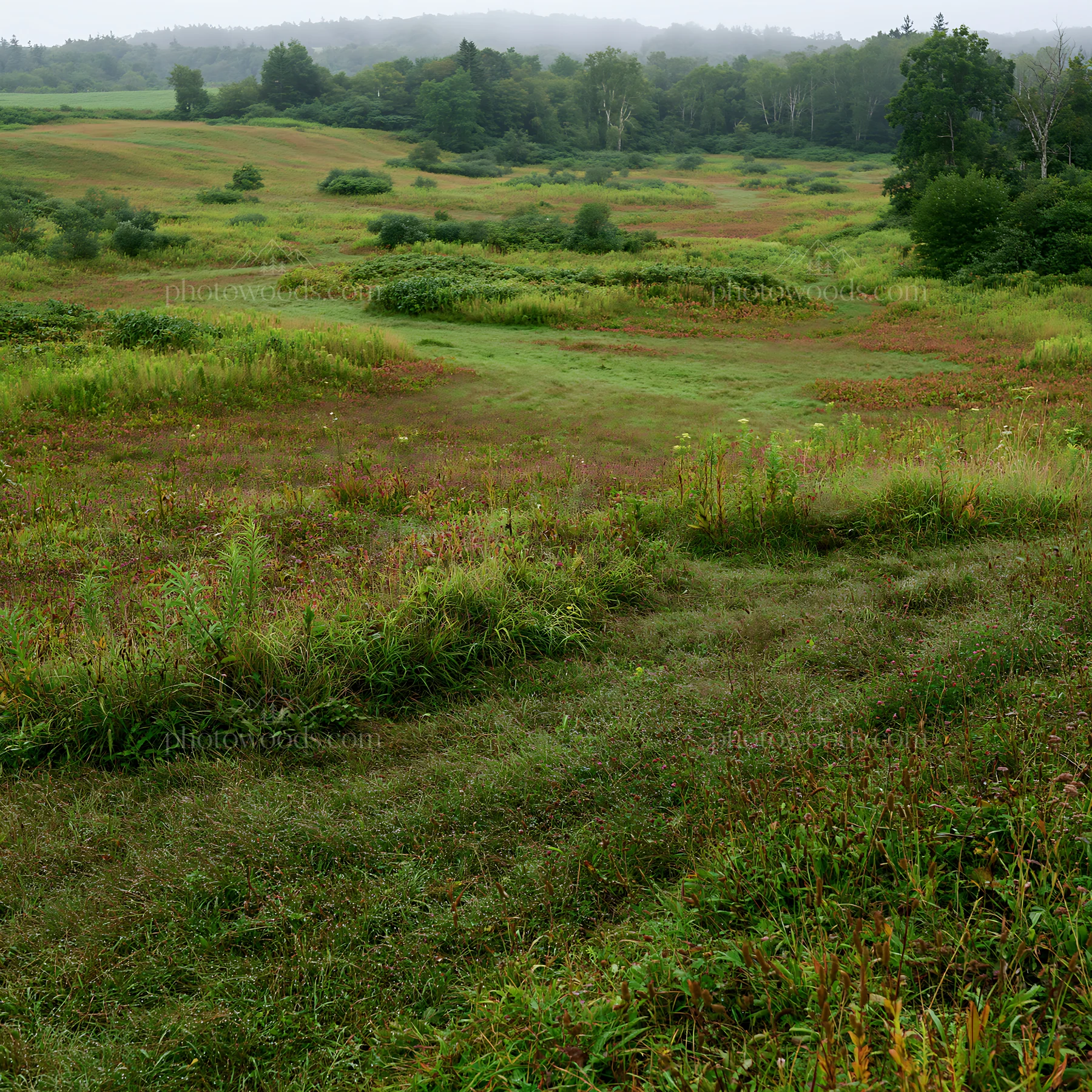 Expansive Hokkaido restoration meadow with dewdrops in morning light - AI-generated stock image