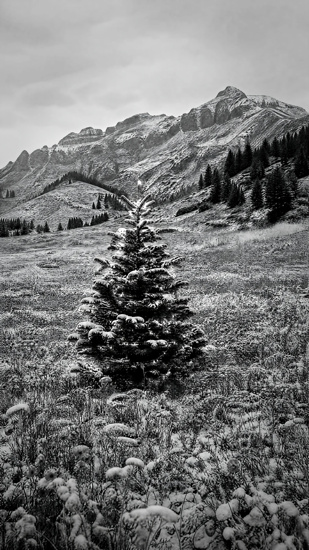 Snow-covered Christmas tree in mountain valley meadow - AI-generated stock image