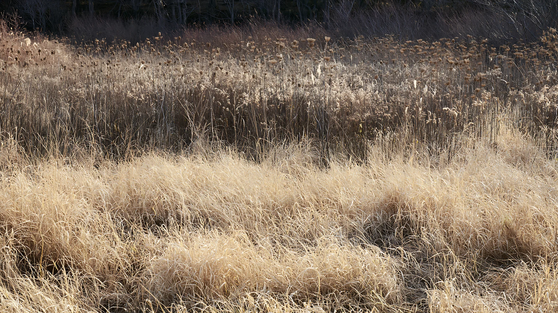 Tokyo urban biodiversity meadow with seedheads in late afternoon - AI-generated stock image