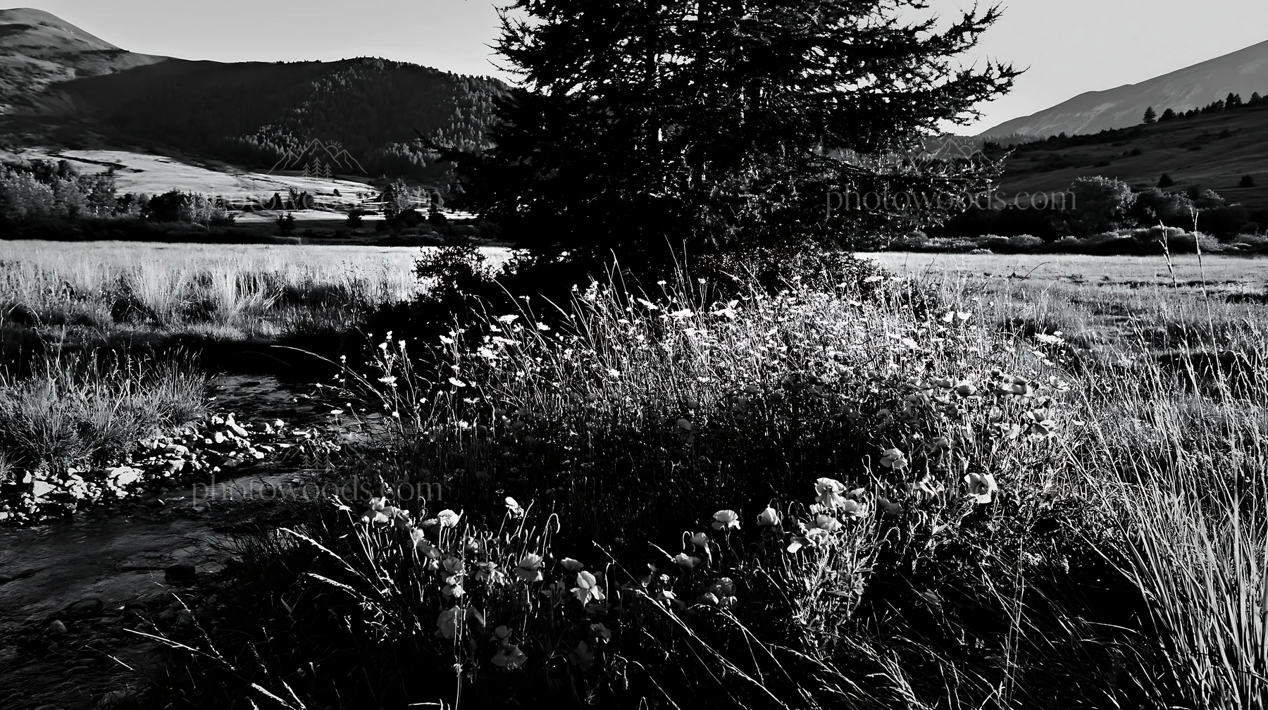 Christmas tree beside stream in meadow with flowers - AI-generated stock image