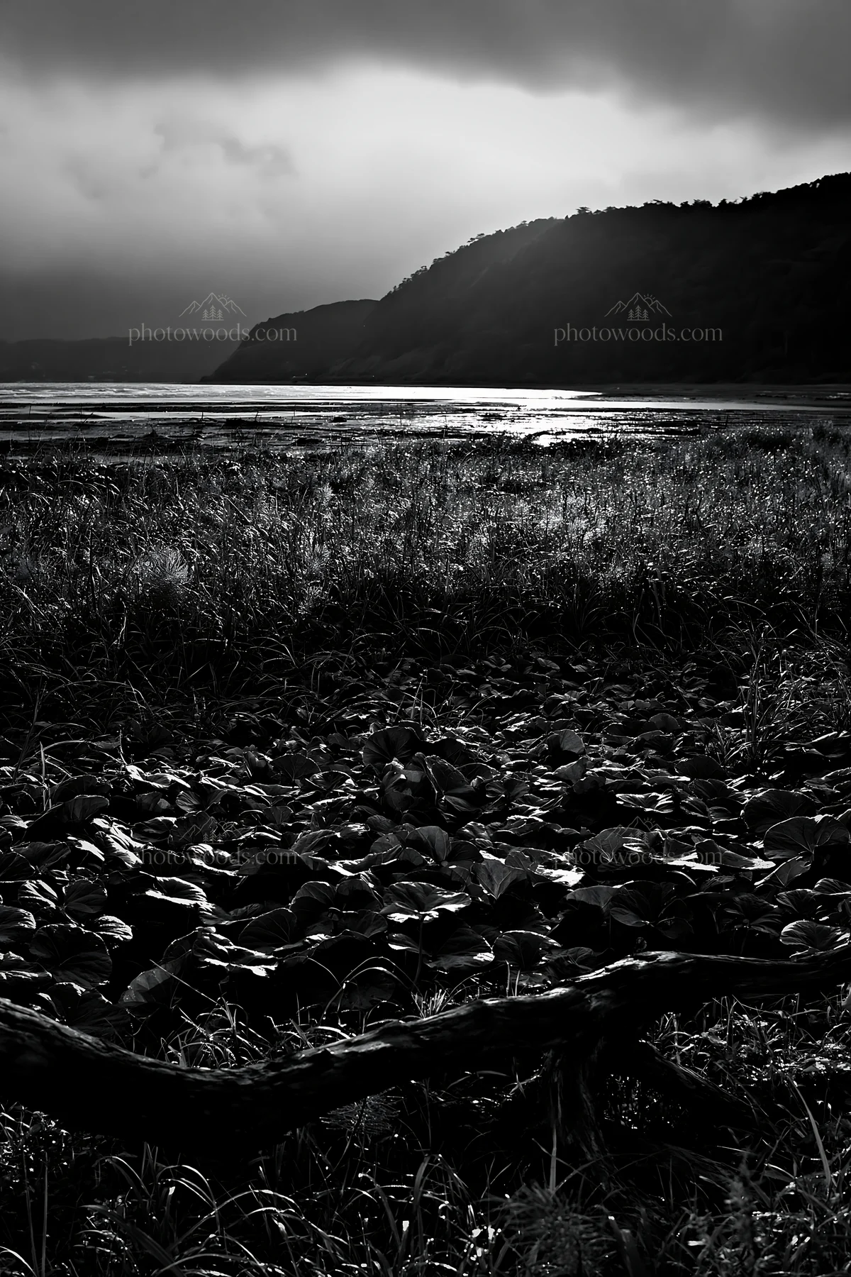 Black and white nagasaki coastal meadow driftwood foreground mood - AI-generated stock image
