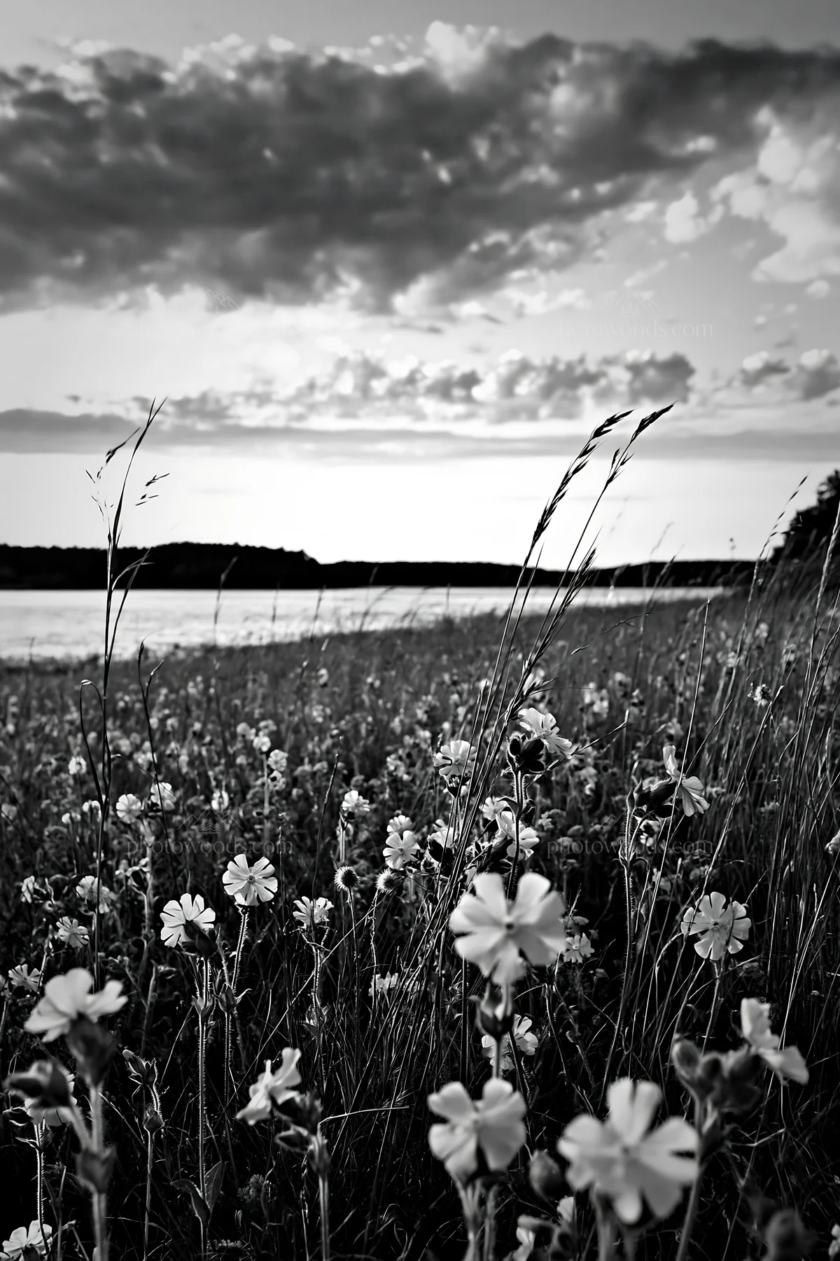 Black and white german lakeside meadow with wildflowers at sunset - AI-generated stock image