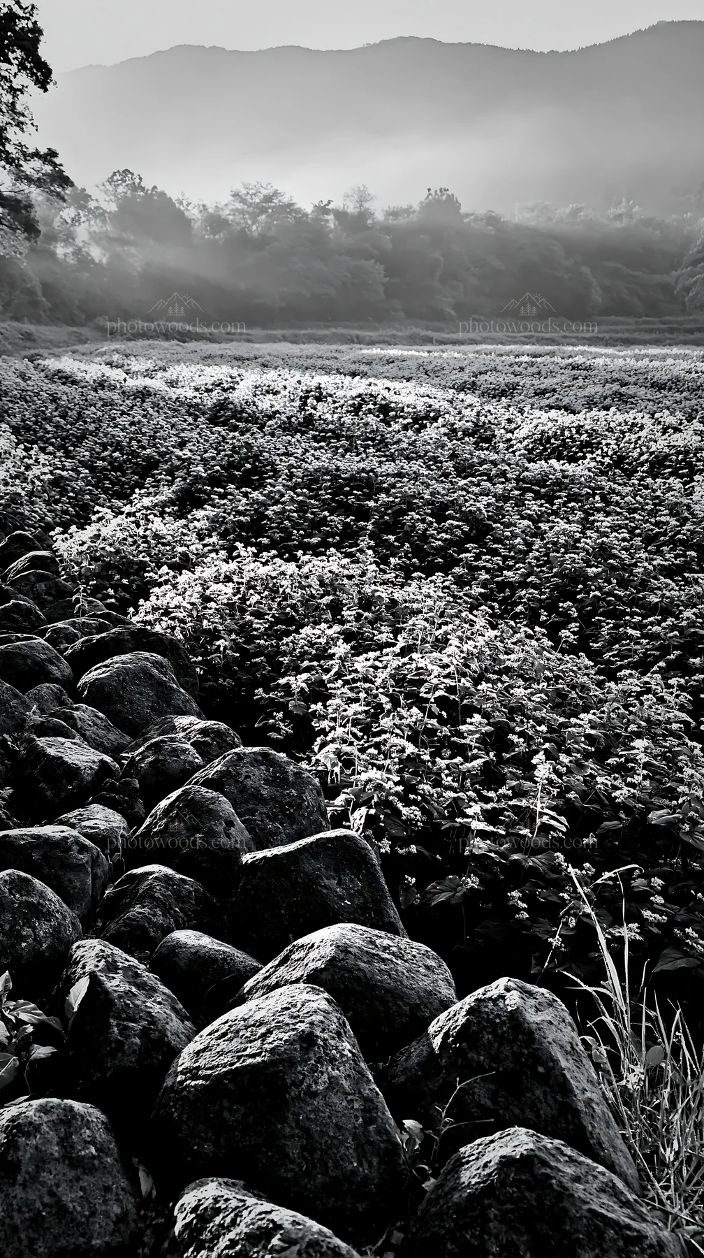 Kanagawa meadow with volcanic stones at sunrise - AI-generated stock image