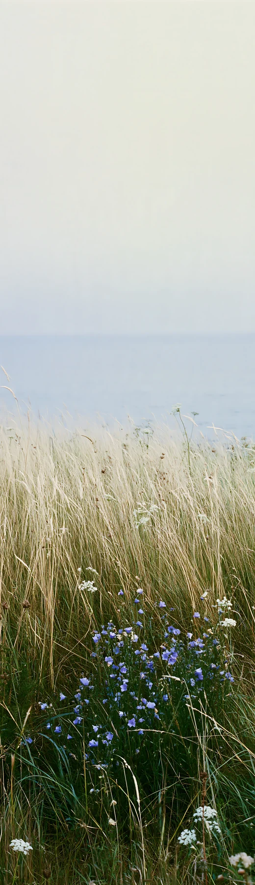 Meadow grass seedheads with flowers near the water - AI-generated stock image