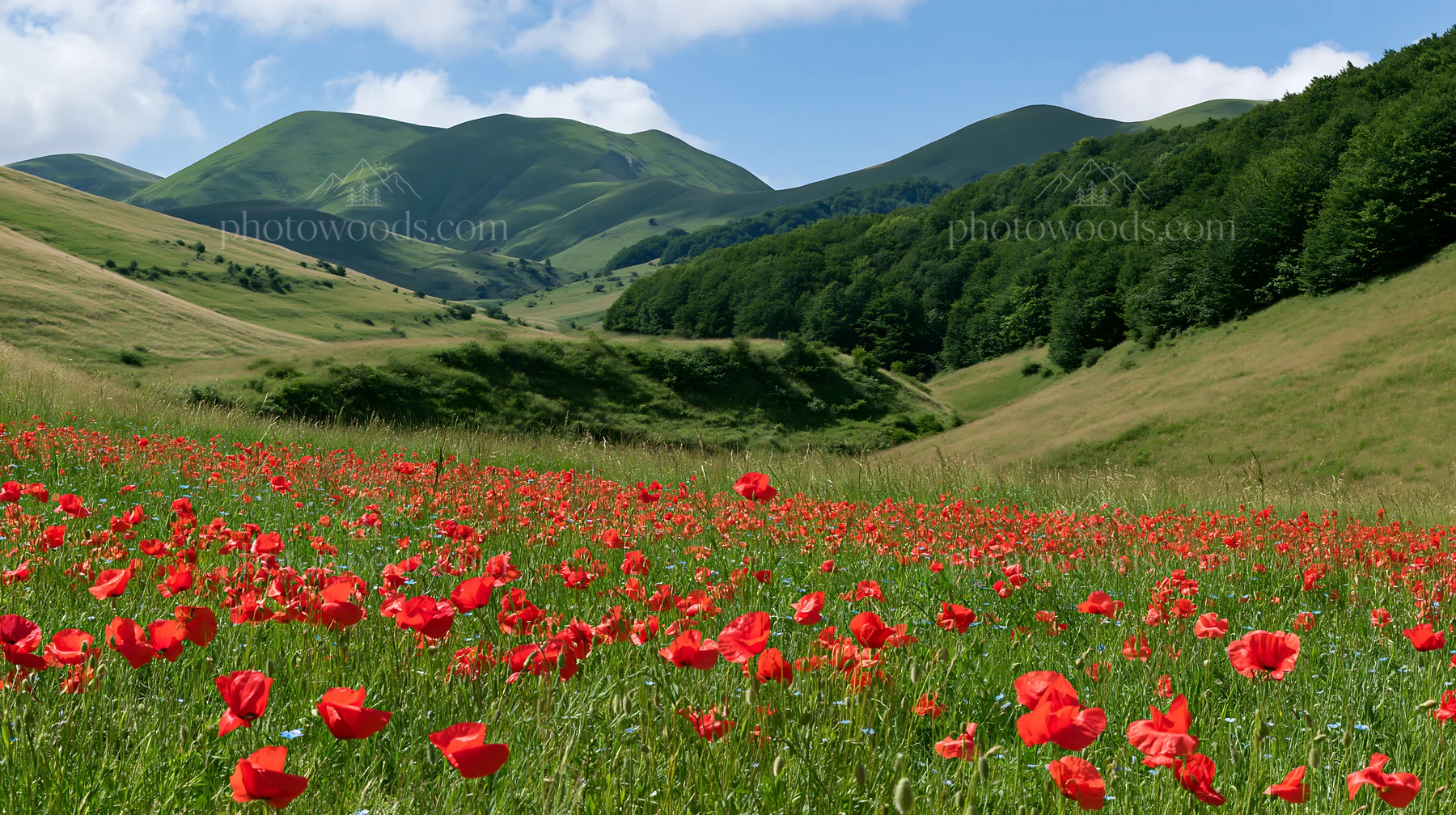 Poppy flax meadow under blue sky with green hills - AI-generated stock image
