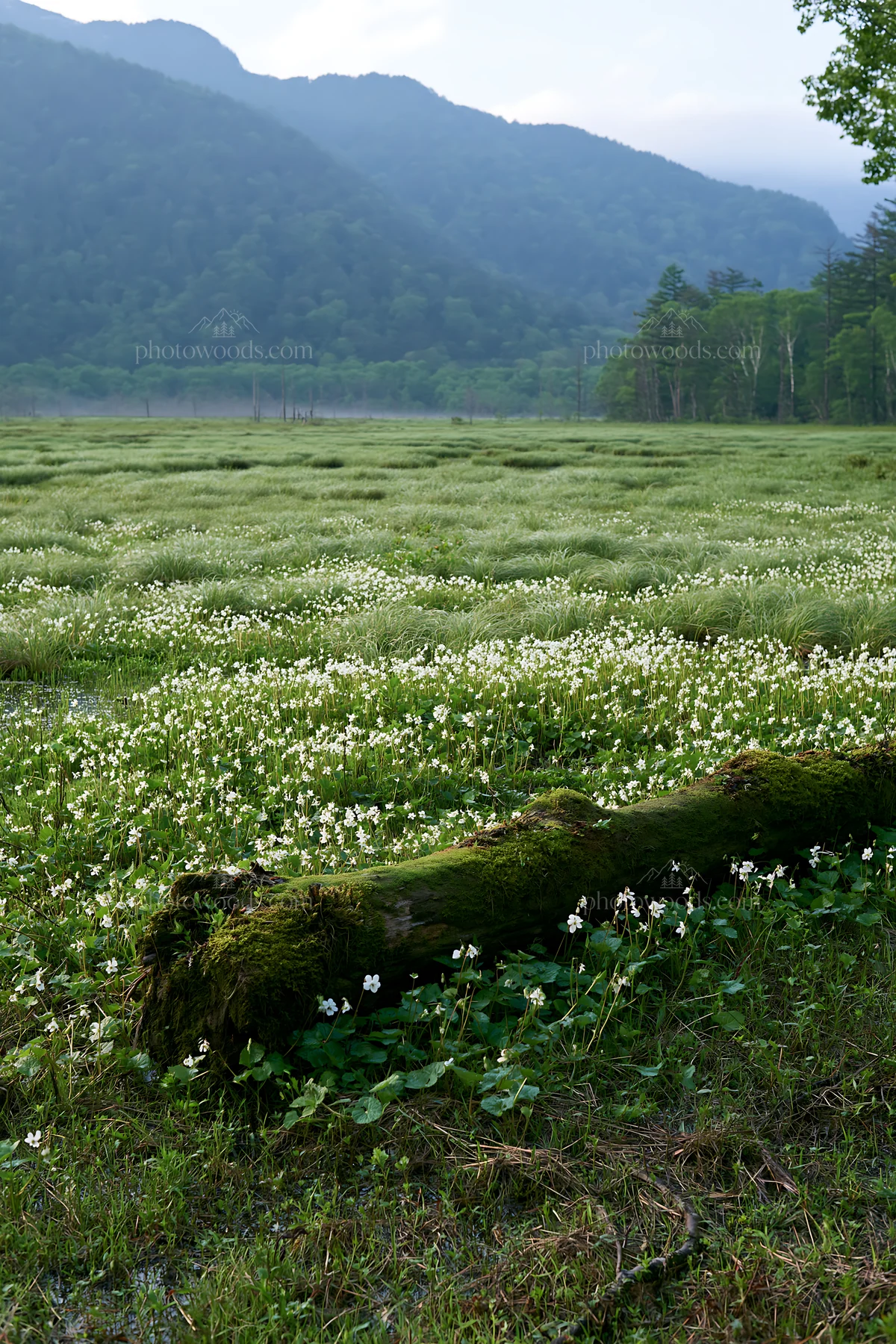 Gifu low carbon meadow mossy log in a natural setting with flowers - AI-generated stock image