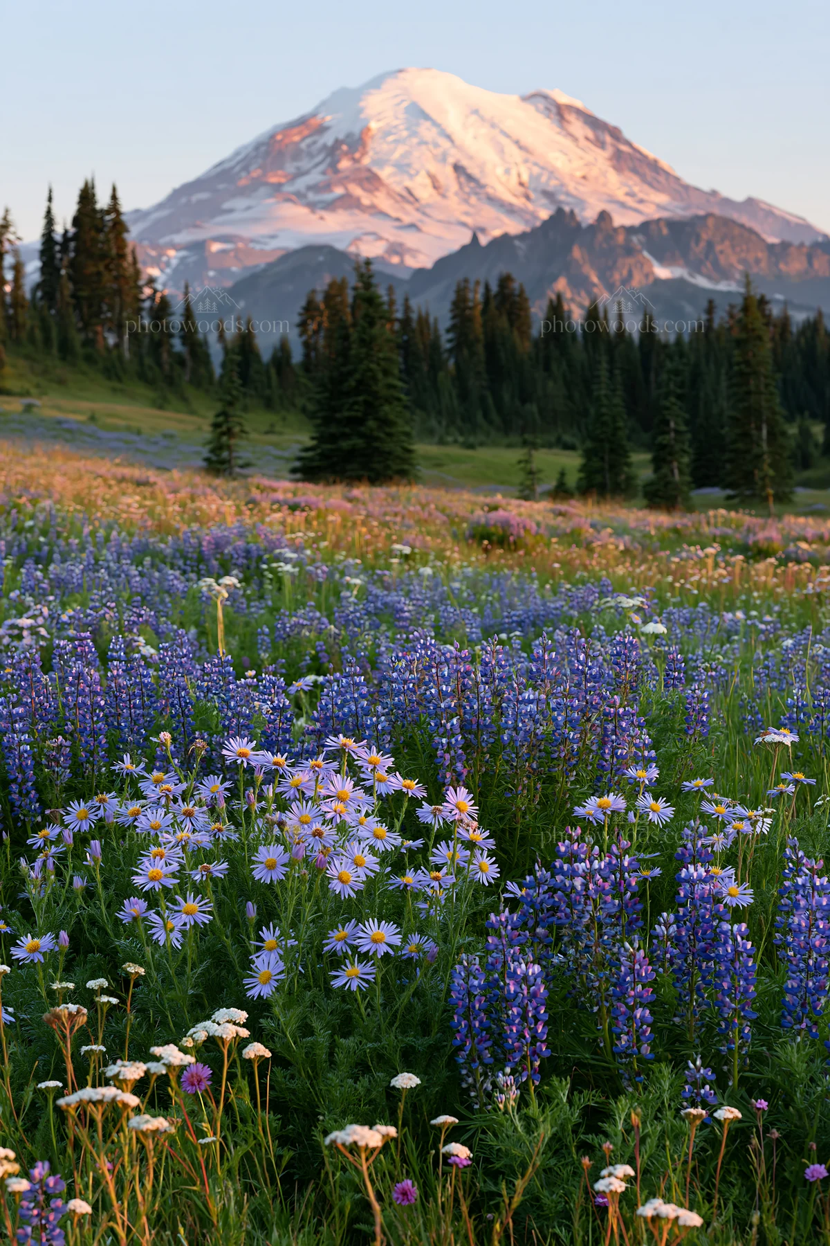 Mount Rainier wildflower meadow at sunrise - AI-generated stock image