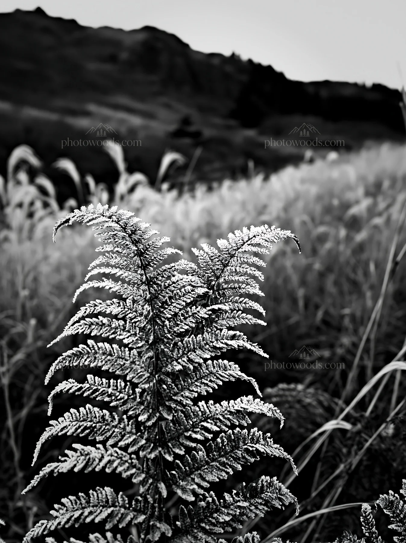 Black and white tokushima mountain meadow fern frond foreground with grass - AI-generated stock image