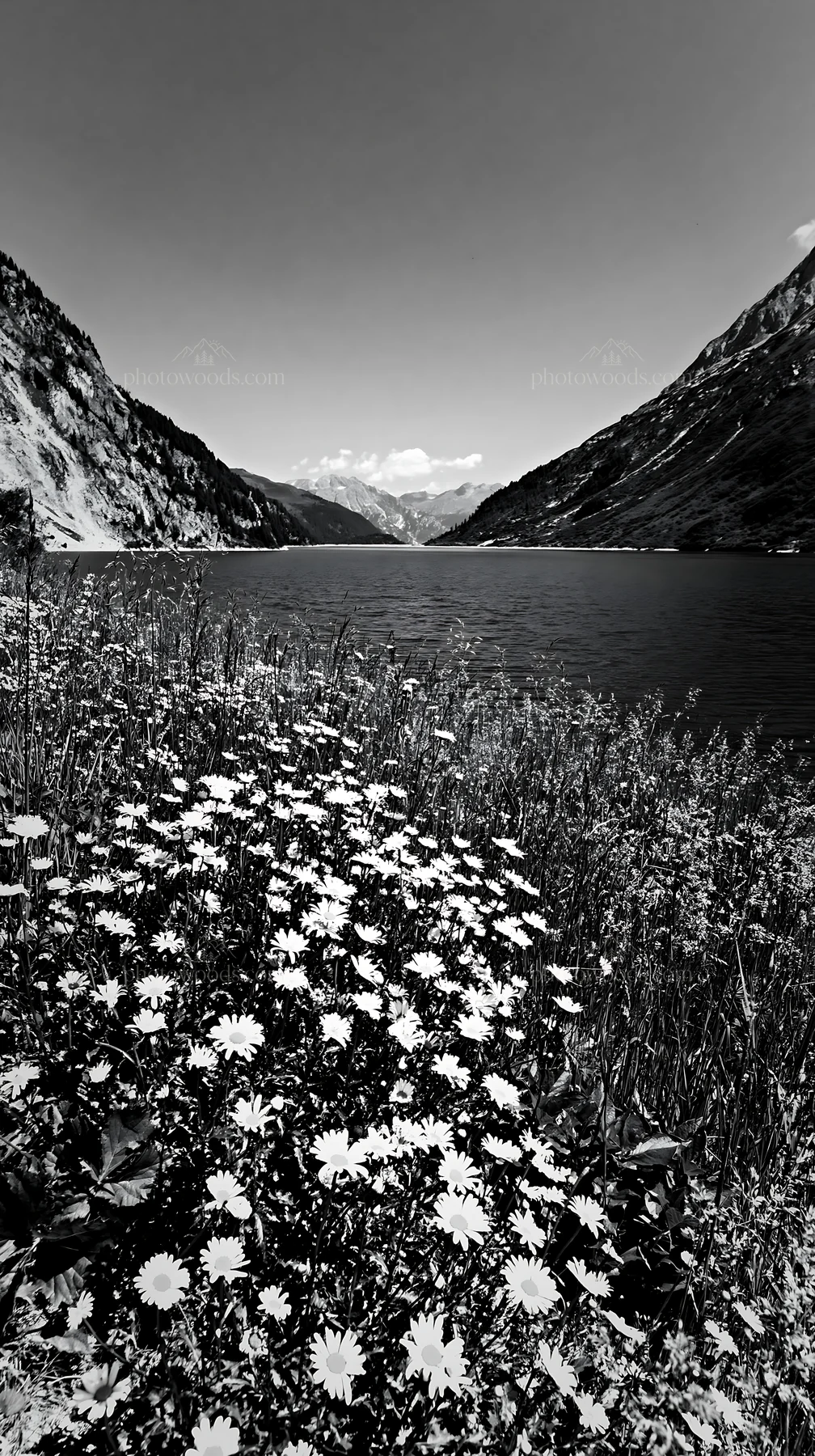 Black and white swiss meadow beside alpine lake with flowers in foreground - AI-generated stock image