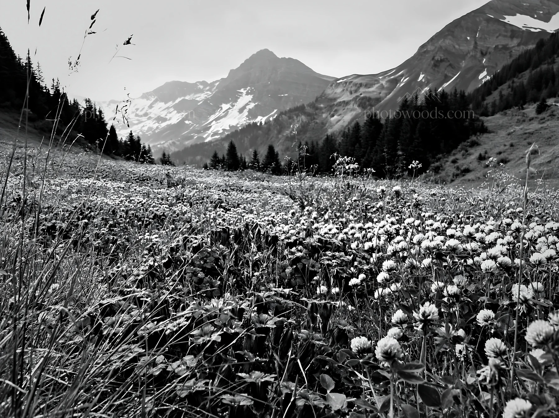 Swiss alpine meadow with mountain backdrop in black and white - AI-generated stock image