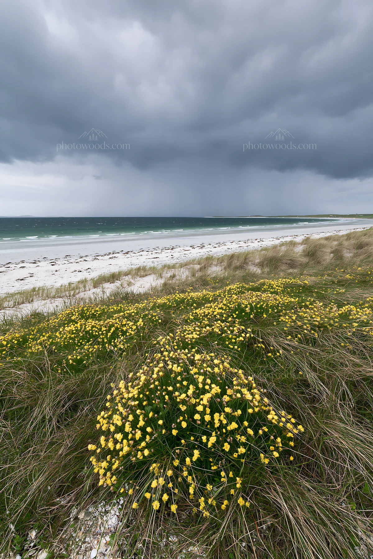 Climate-resilient meadow with flowers near the coast - AI-generated stock image