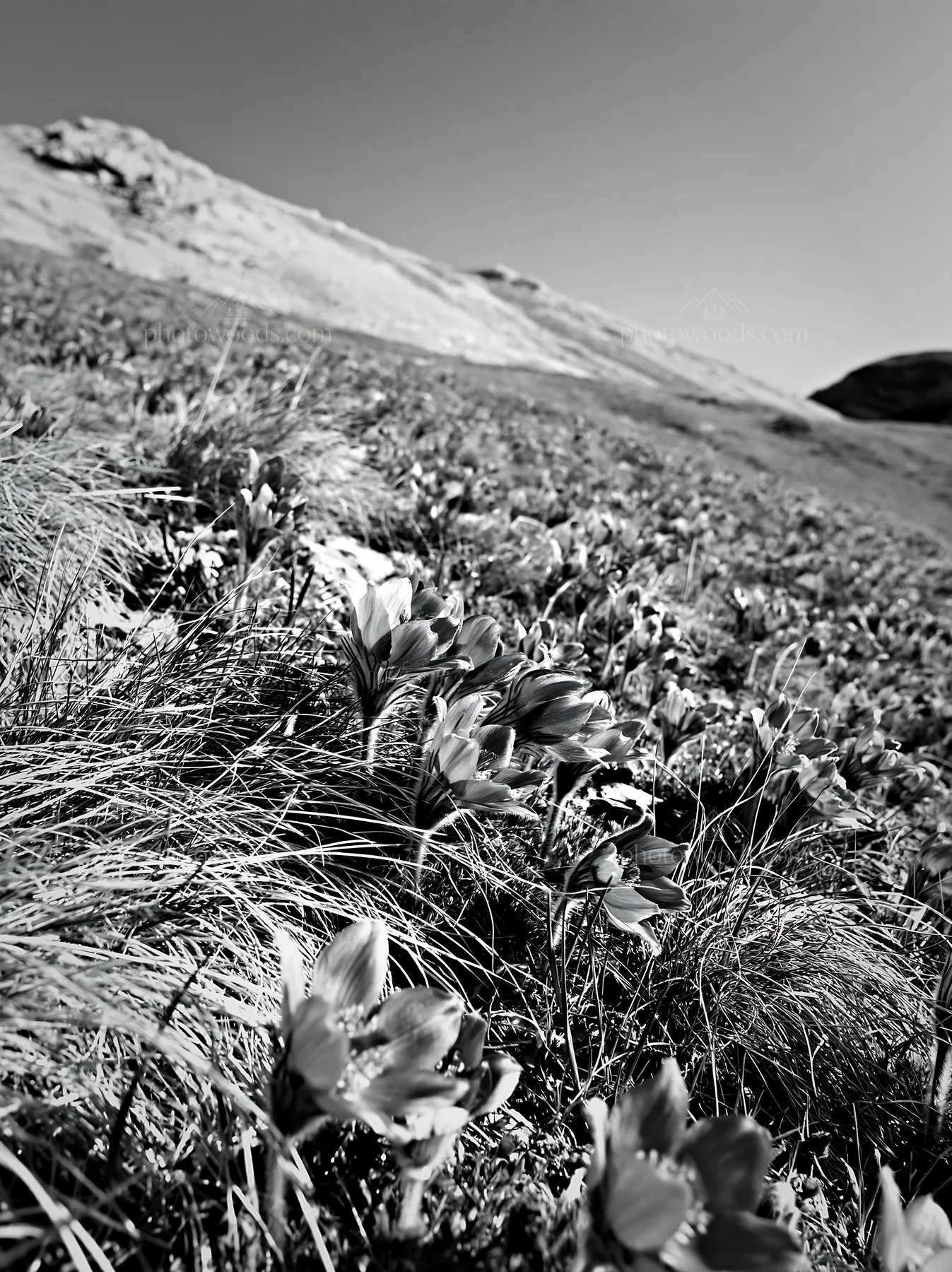 Sunny pasqueflower meadow under clear sky - AI-generated stock image