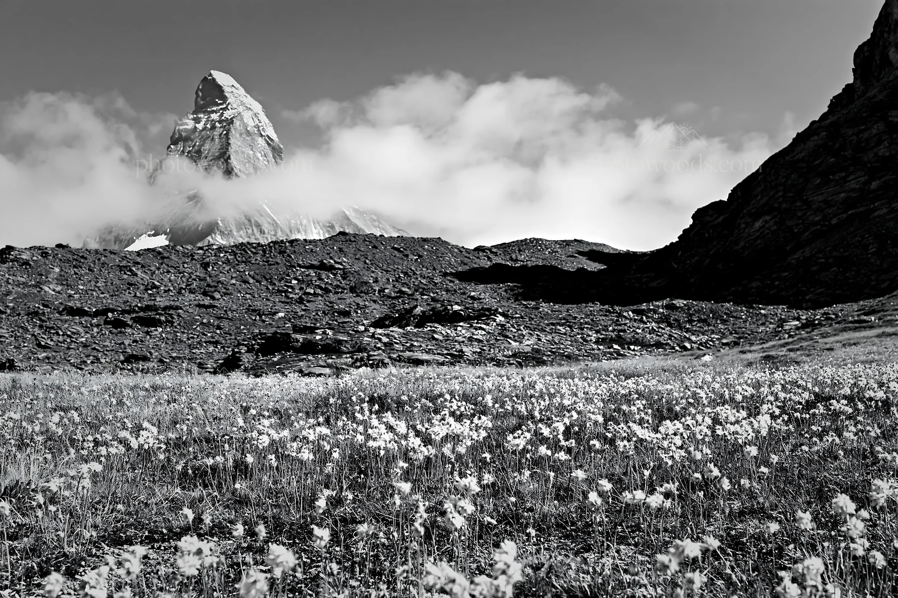 Matterhorn mountain with wildflower meadow under clouds - AI-generated stock image