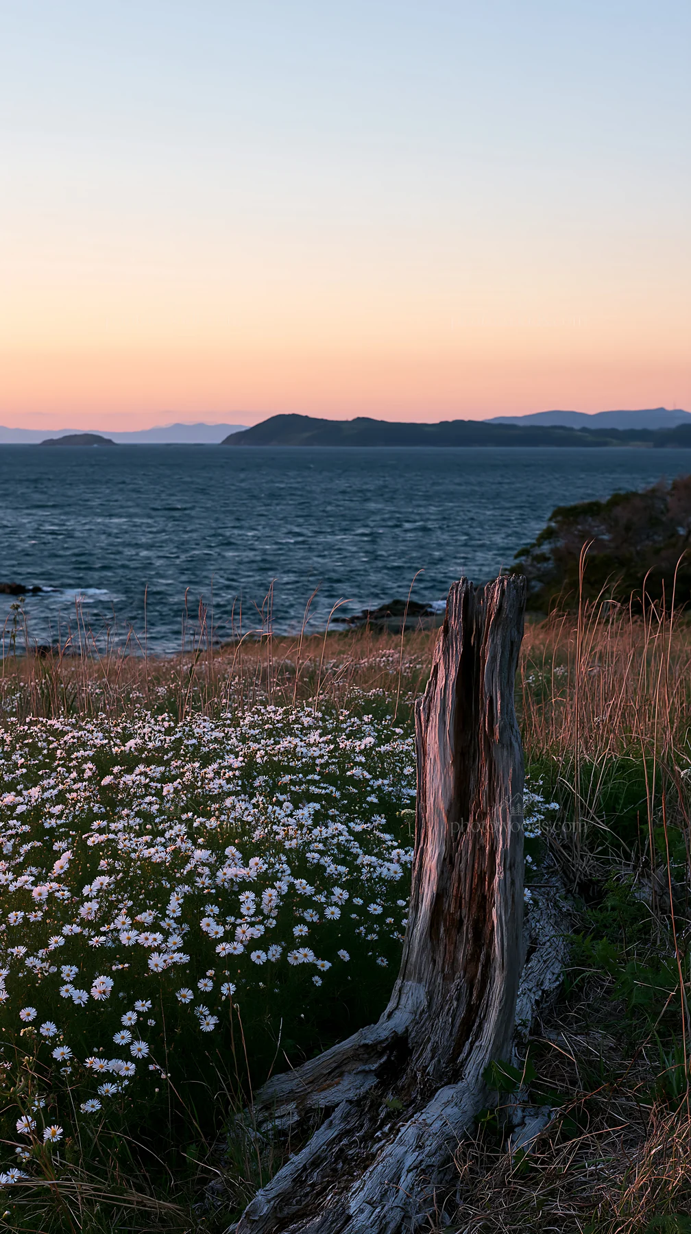 Coastal meadow with driftwood at sunset in Nagasaki - AI-generated stock image
