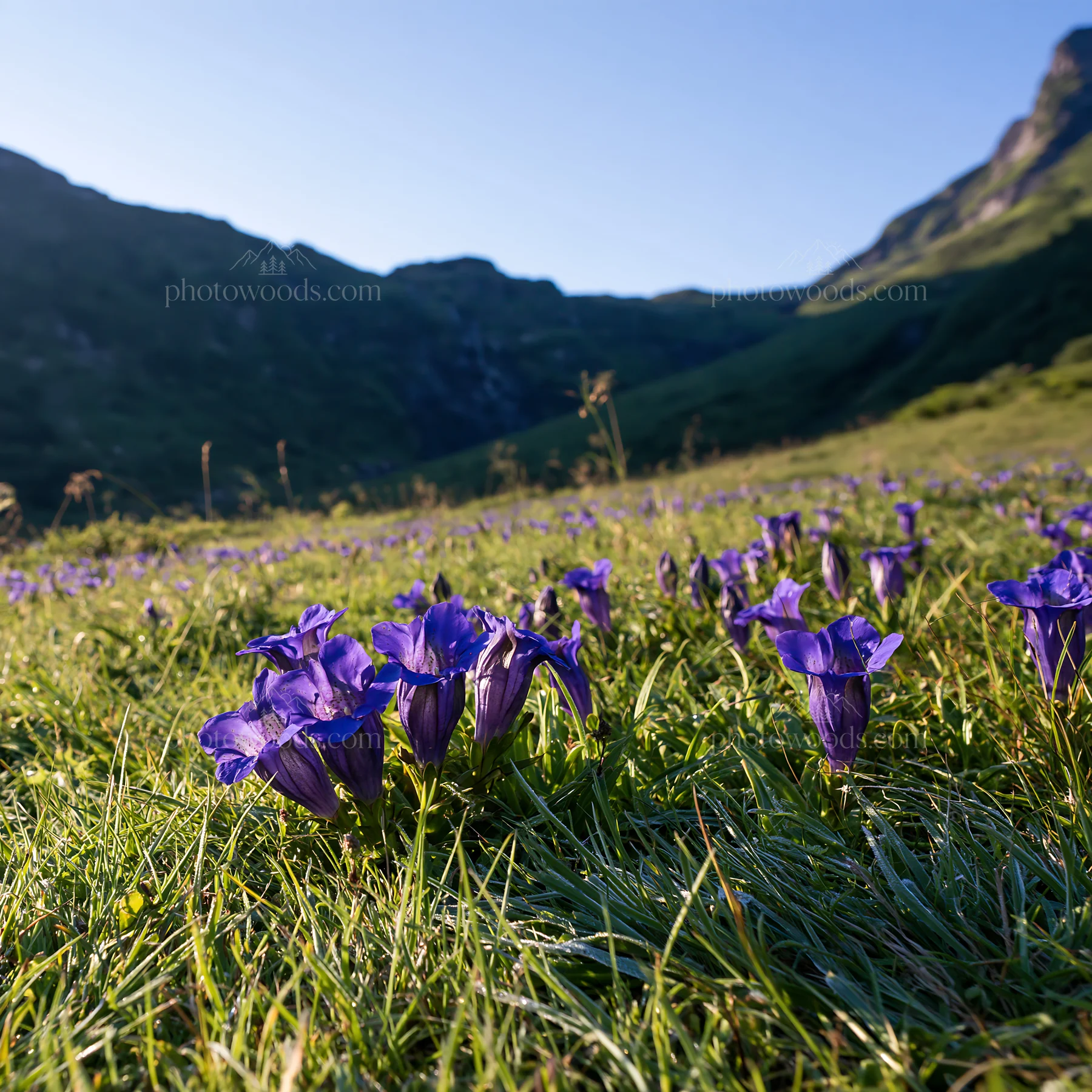 Flower meadow below a cascade in bright daylight - AI-generated stock image