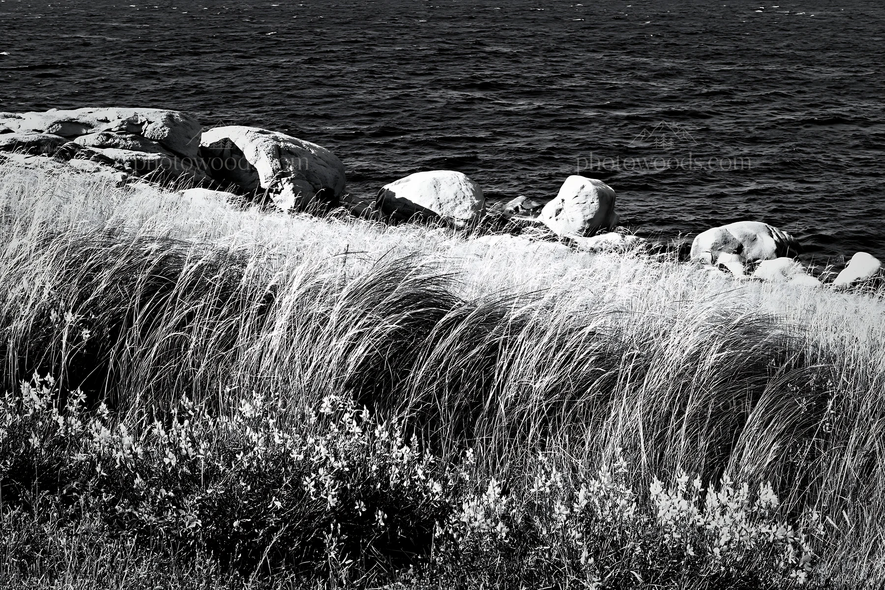 Italian meadow along rocky coast near the sea - AI-generated stock image