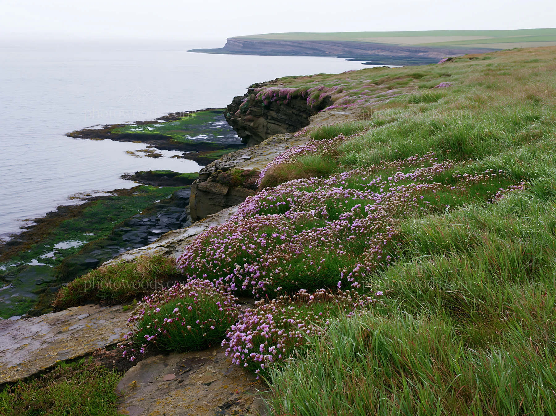 Coastal cliff meadow with flowers near the ocean - AI-generated stock image
