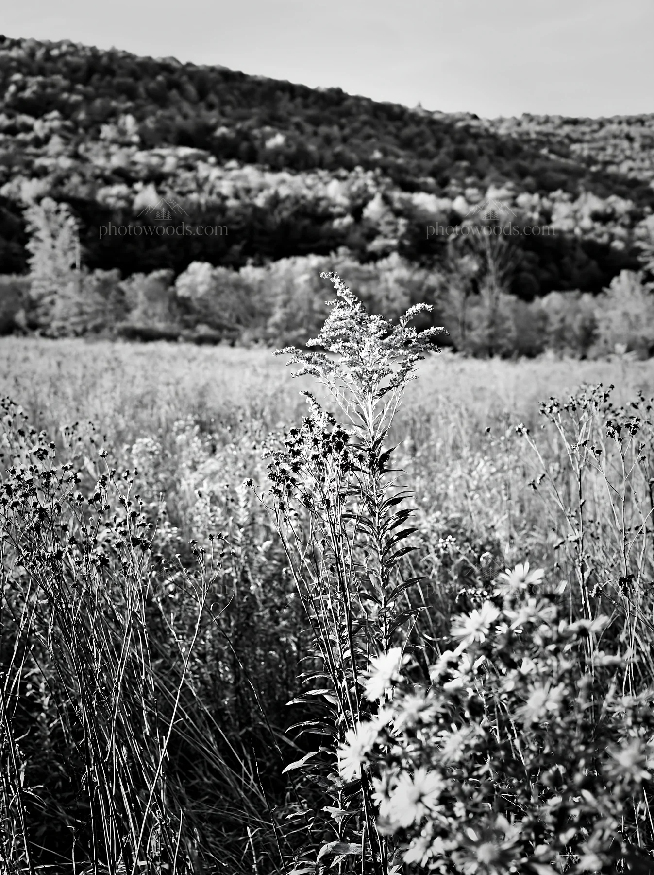 Seedhead meadow with wildflowers under clear sky - AI-generated stock image