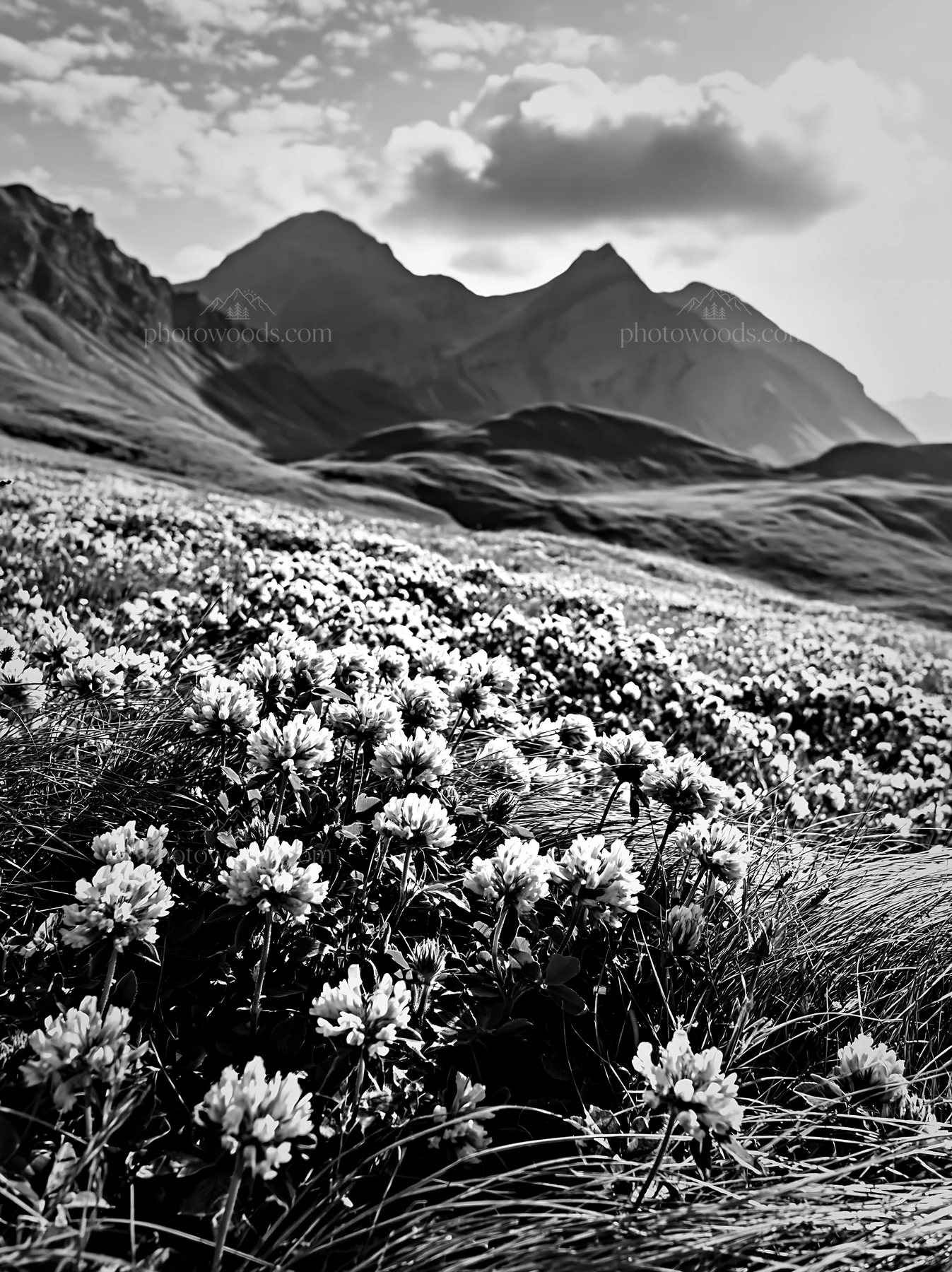Swiss alpine meadow with flowers and mountains in black and white - AI-generated stock image