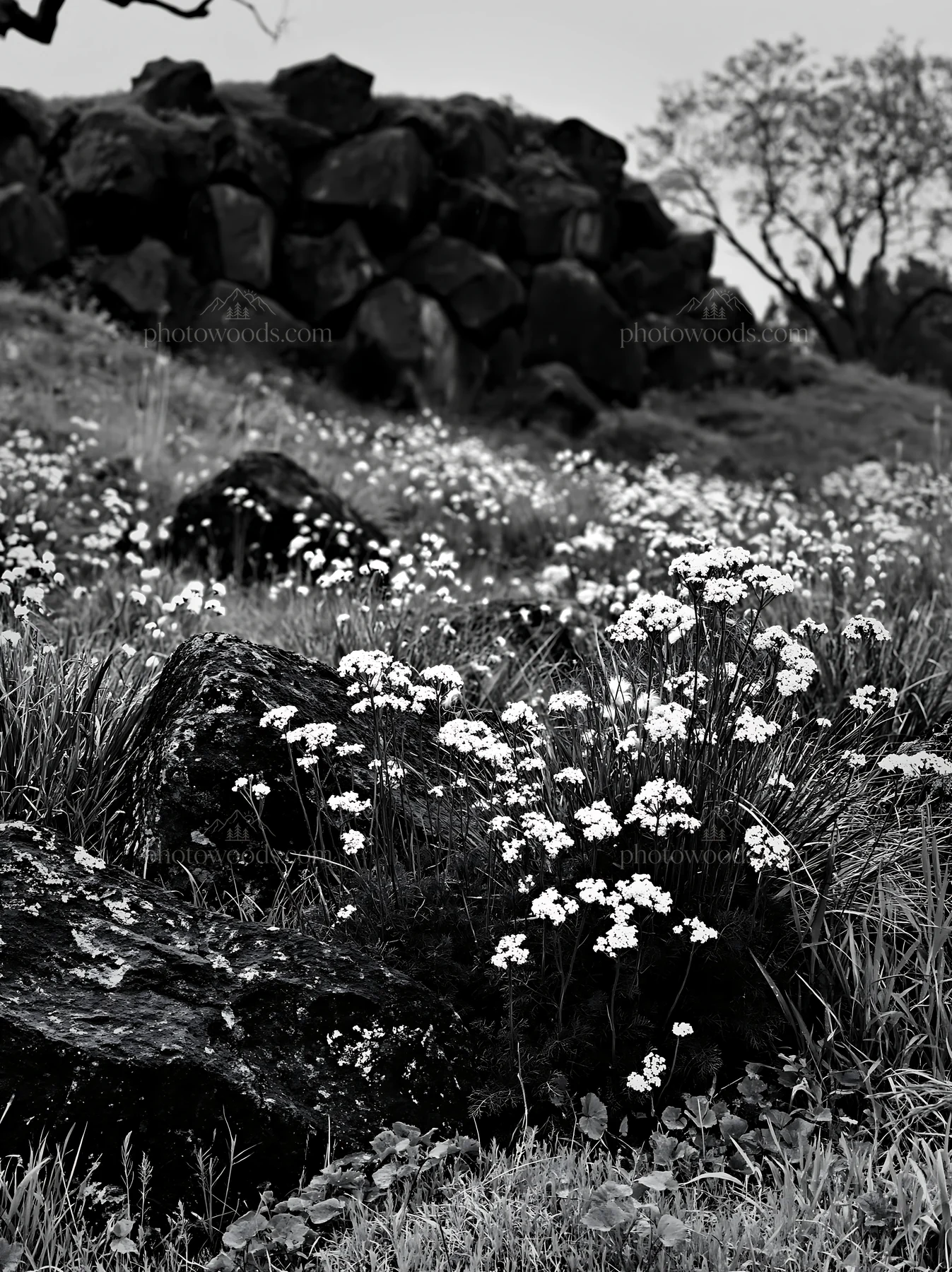 Black and white aomori climate resilient meadow with boulder - AI-generated stock image