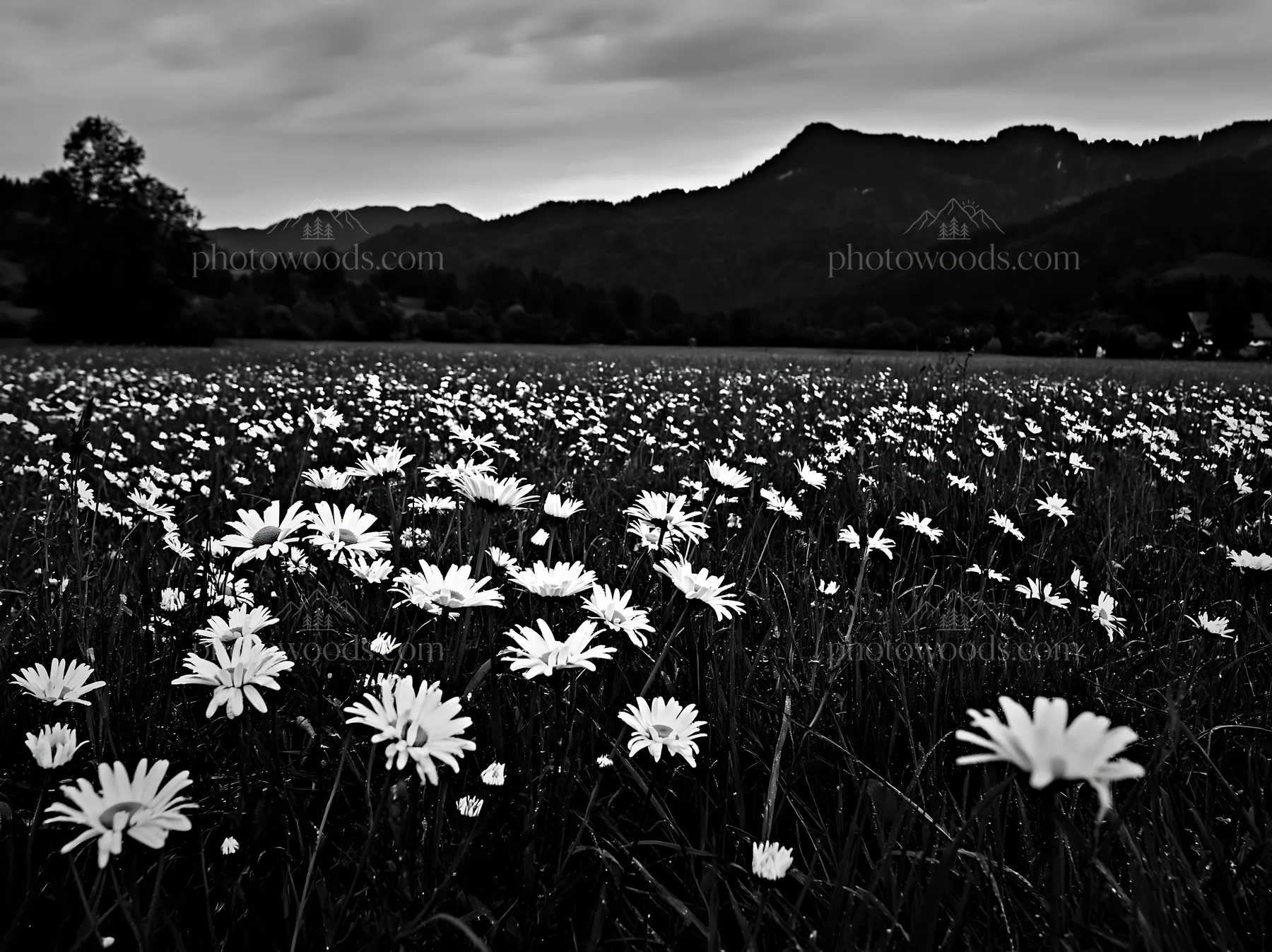 Spring meadow with daisies and mountains in black and white - AI-generated stock image
