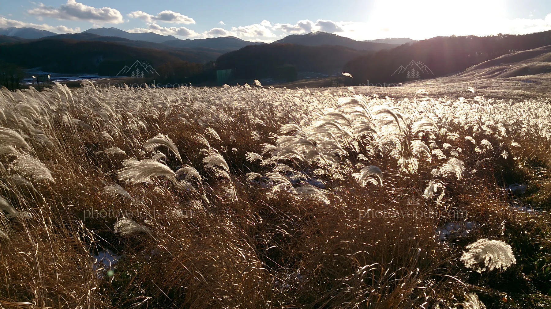 Akita snowmelt meadow with silver grasses in sunlight - AI-generated stock image