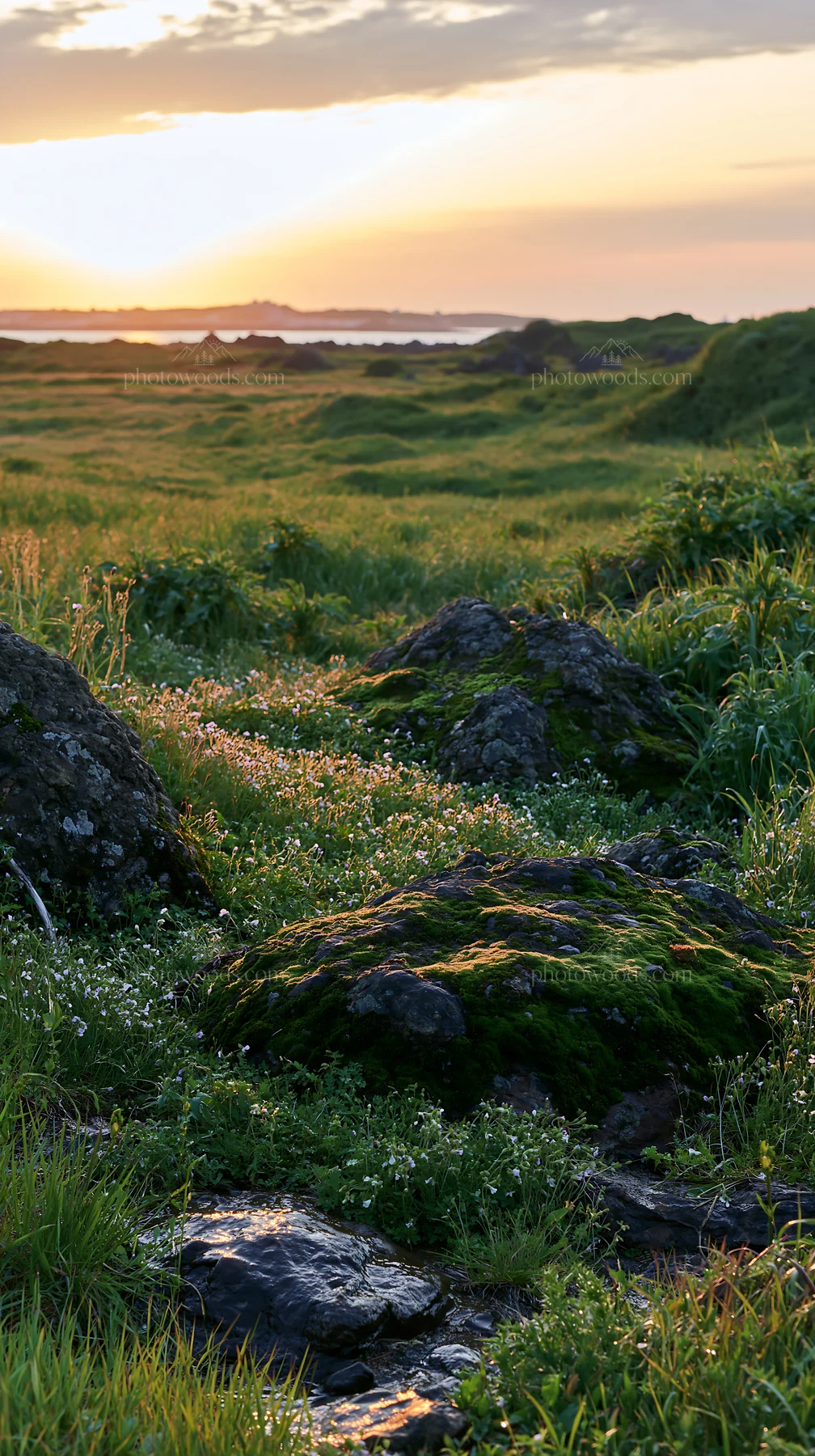 Miyagi spring recovery meadow mossy stone at sunset - AI-generated stock image