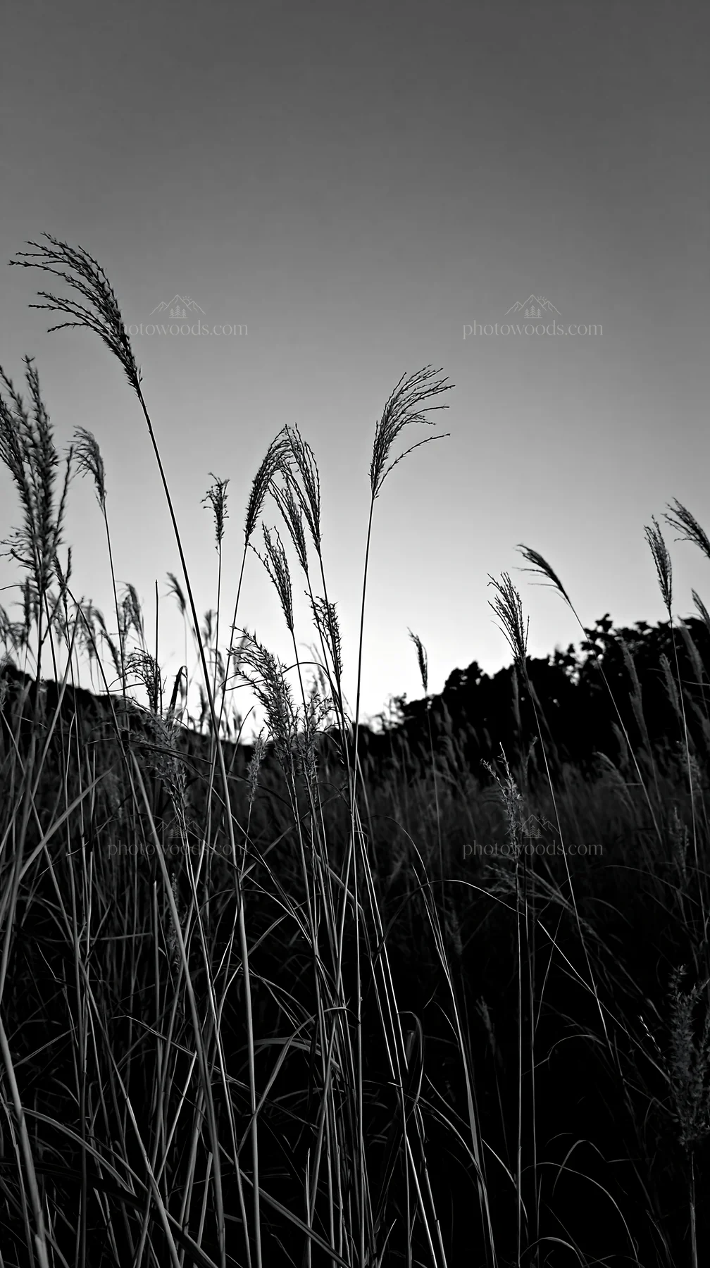 Black and white okayama golden meadow with seedhead foreground - AI-generated stock image