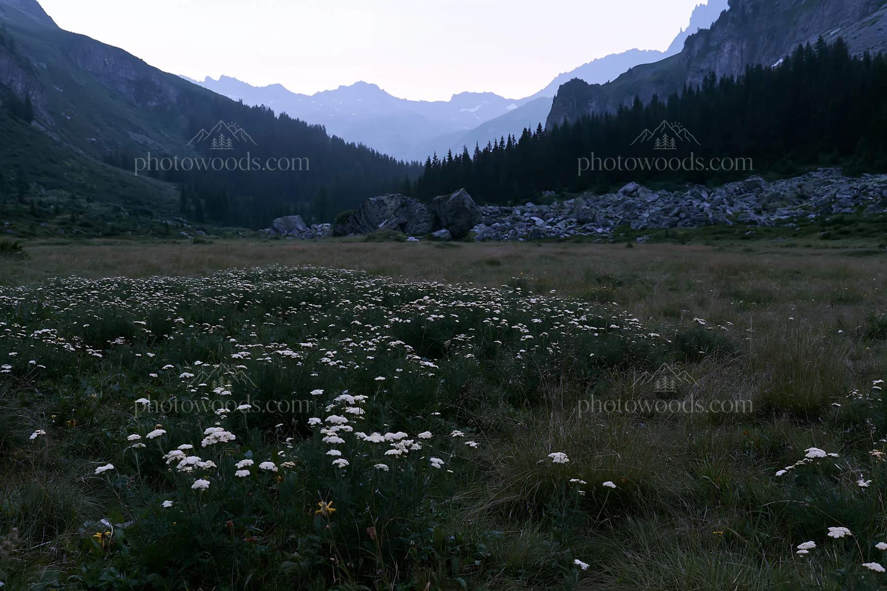 Twilight meadow with yarrow flowers and mountains in background - AI-generated stock image