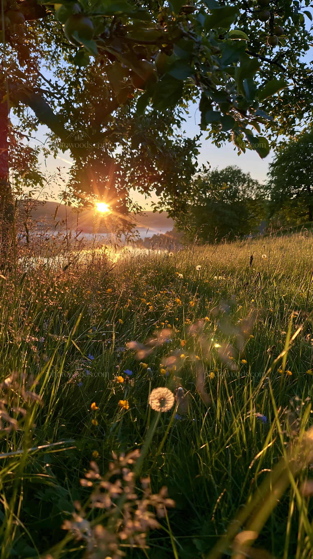 Fjord orchard meadow during sunset with wildflowers and grass - AI-generated stock image