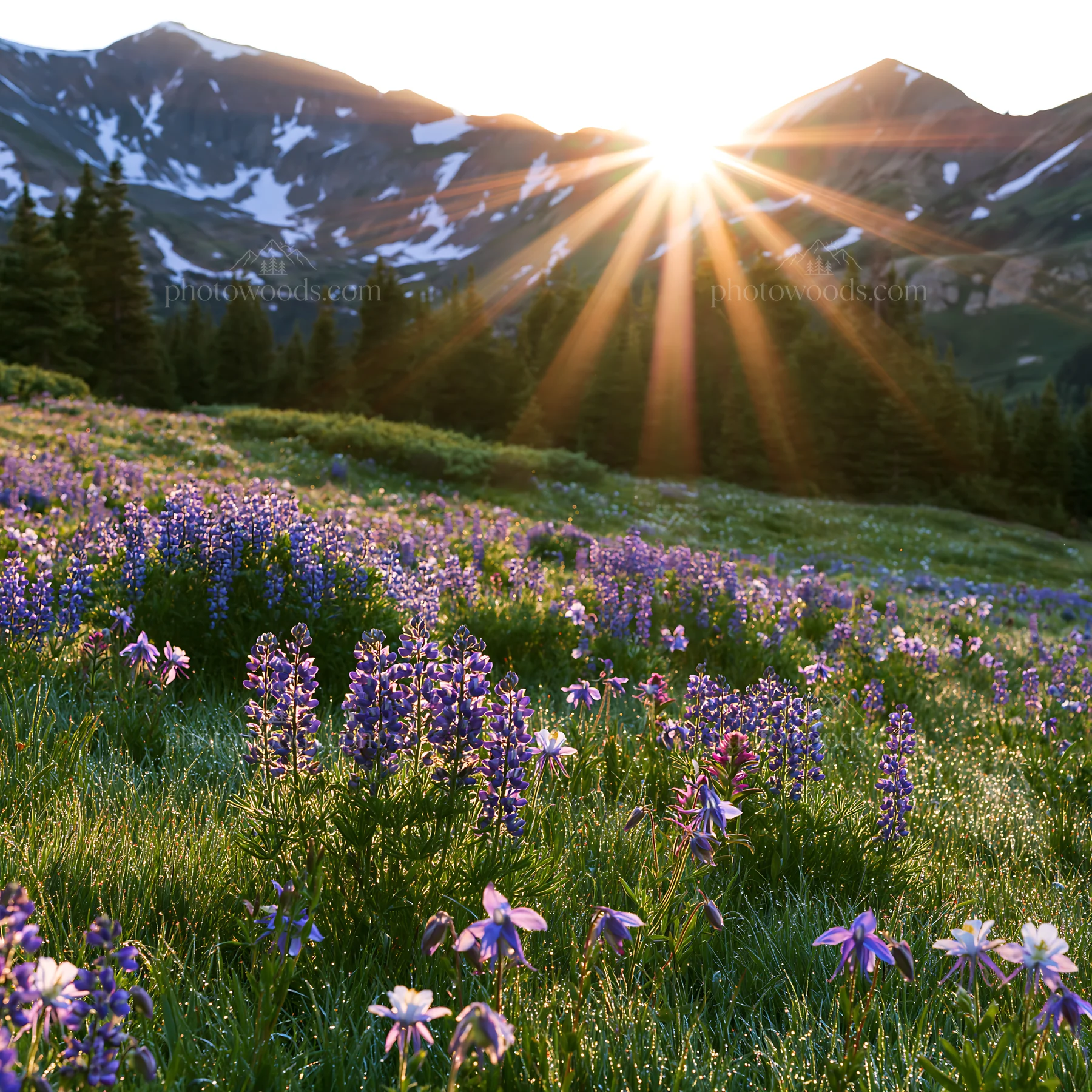 Sun rays shining over a meadow with purple flowers and mountains - AI-generated stock image