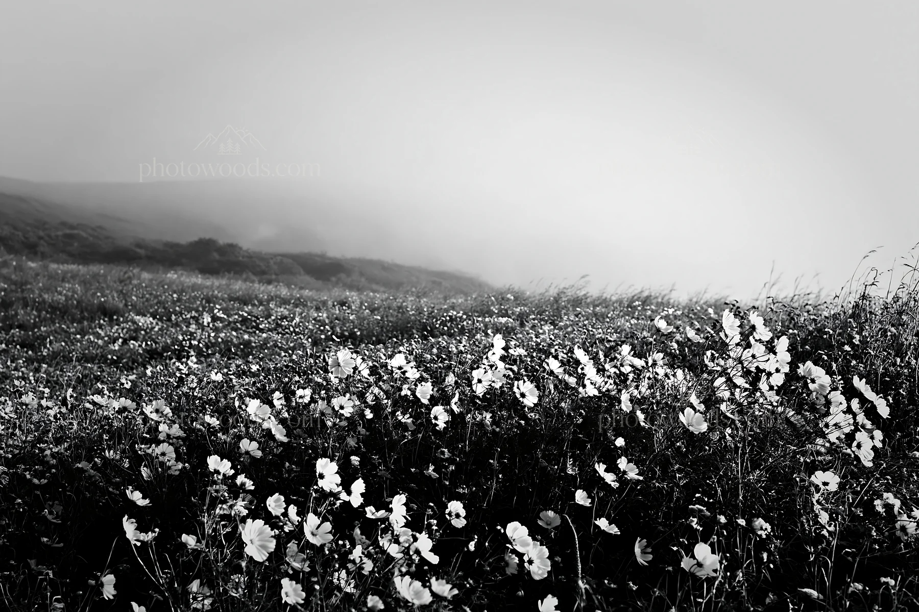 Black and white colorful cosmos meadow in a misty landscape - AI-generated stock image