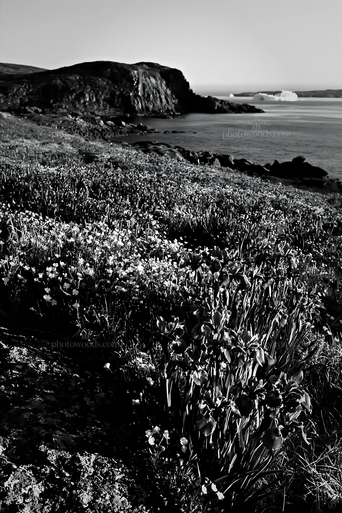 Coastal meadow with flowers and cliffs near the water - AI-generated stock image