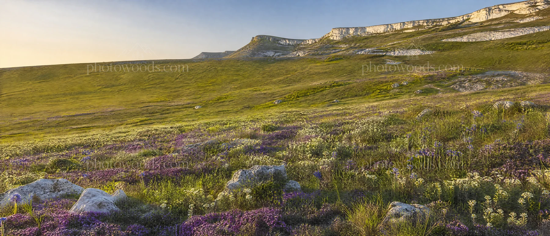 Sunny chalk meadow with flowers and open space - AI-generated stock image