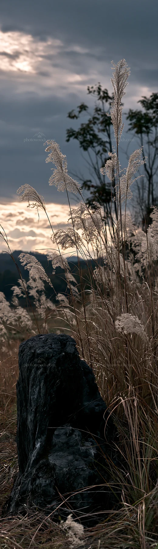 Fukushima native meadow with weathered stump in evening light - AI-generated stock image