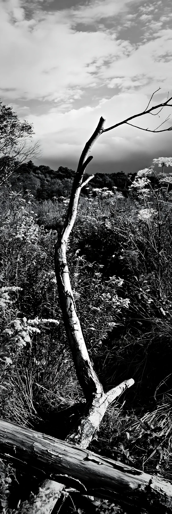 Black and white yamagata rewilded meadow with fallen branch in foreground - AI-generated stock image