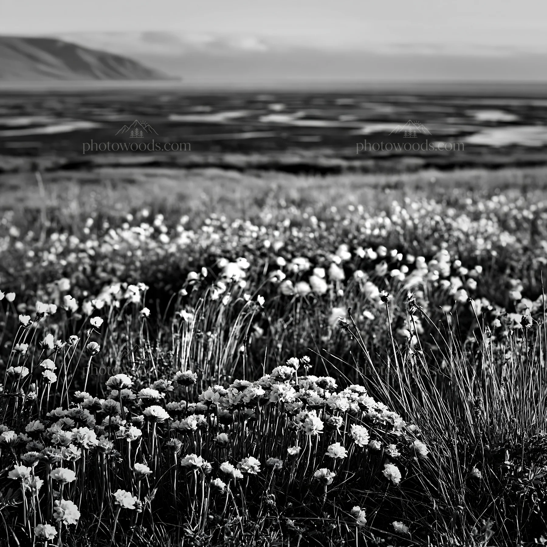 Regenerative meadow with flowers by the coast - AI-generated stock image