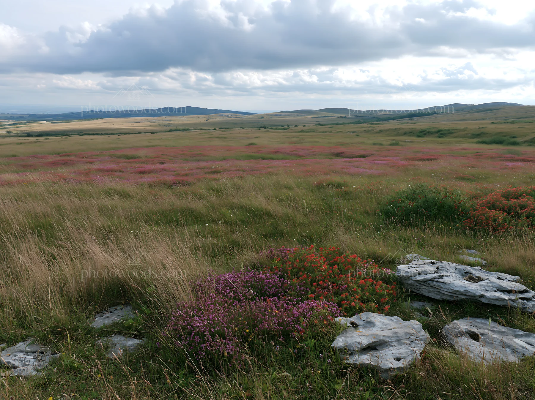 Limestone meadow with wildflowers under cloudy sky - AI-generated stock image