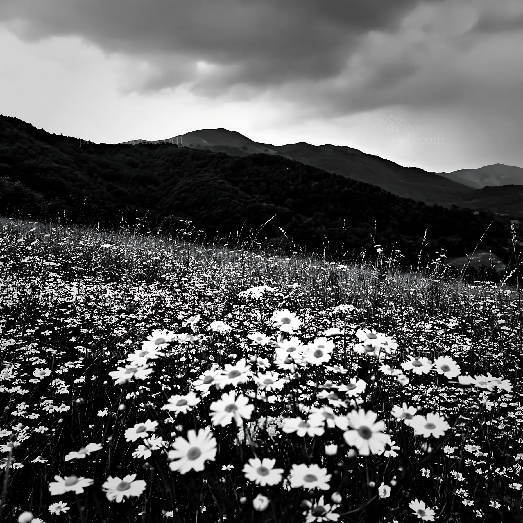 Chamomile meadow under cloudy sky in the mountains - AI-generated stock image