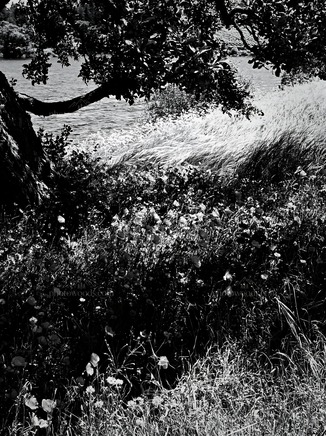 Lakeside orchard meadow under tree shadow - AI-generated stock image
