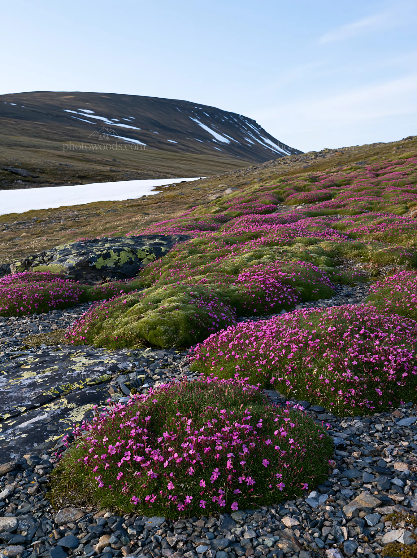 Meadow filled with campion flowers near snow-covered hill - AI-generated stock image