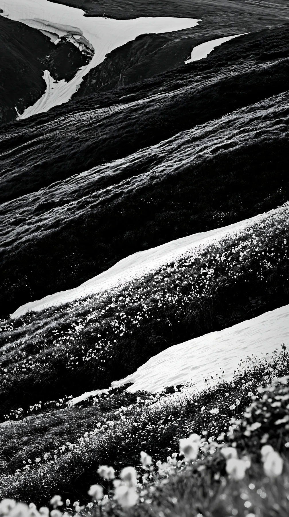 Black and white akita snowmelt meadow with silver grasses and flowers - AI-generated stock image