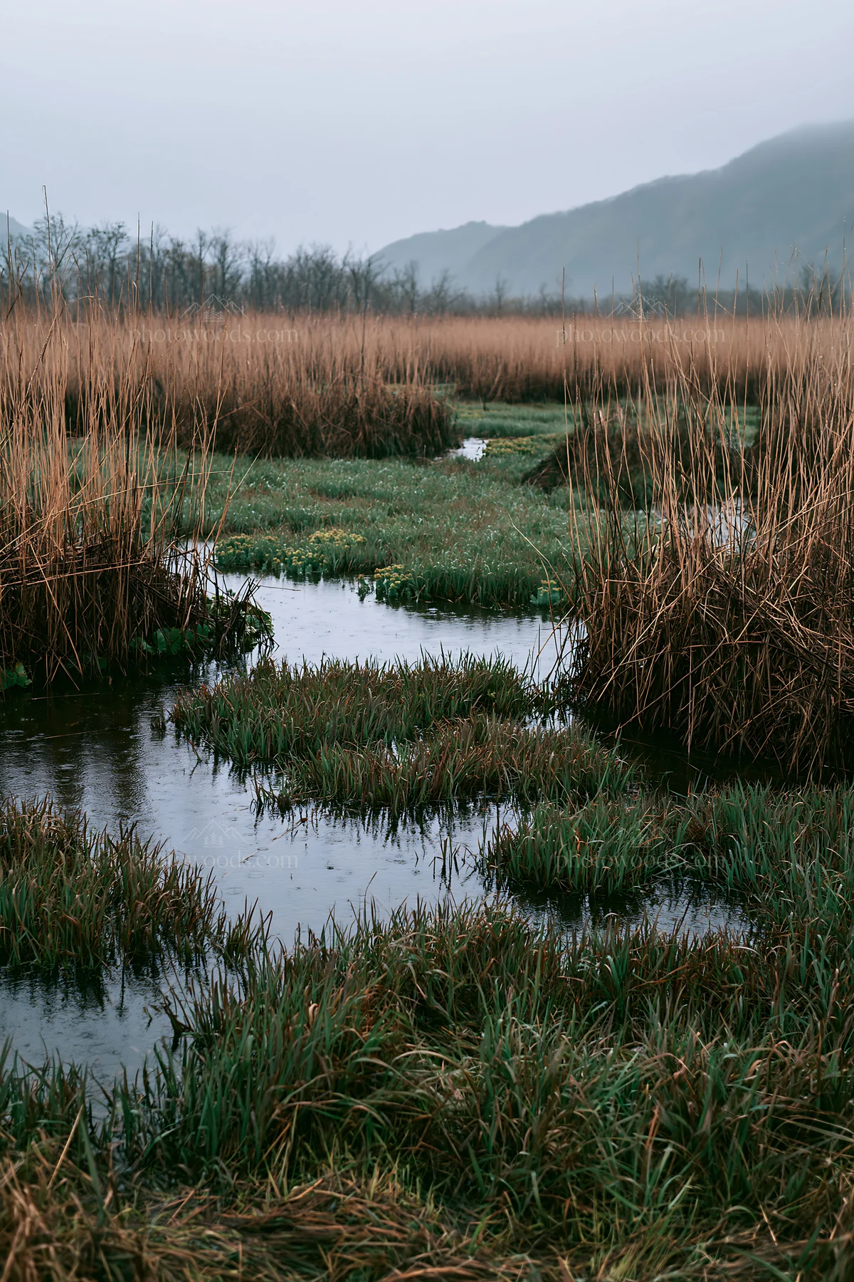 Shiga wetland meadow climate adaptation reeds in natural habitat - AI-generated stock image