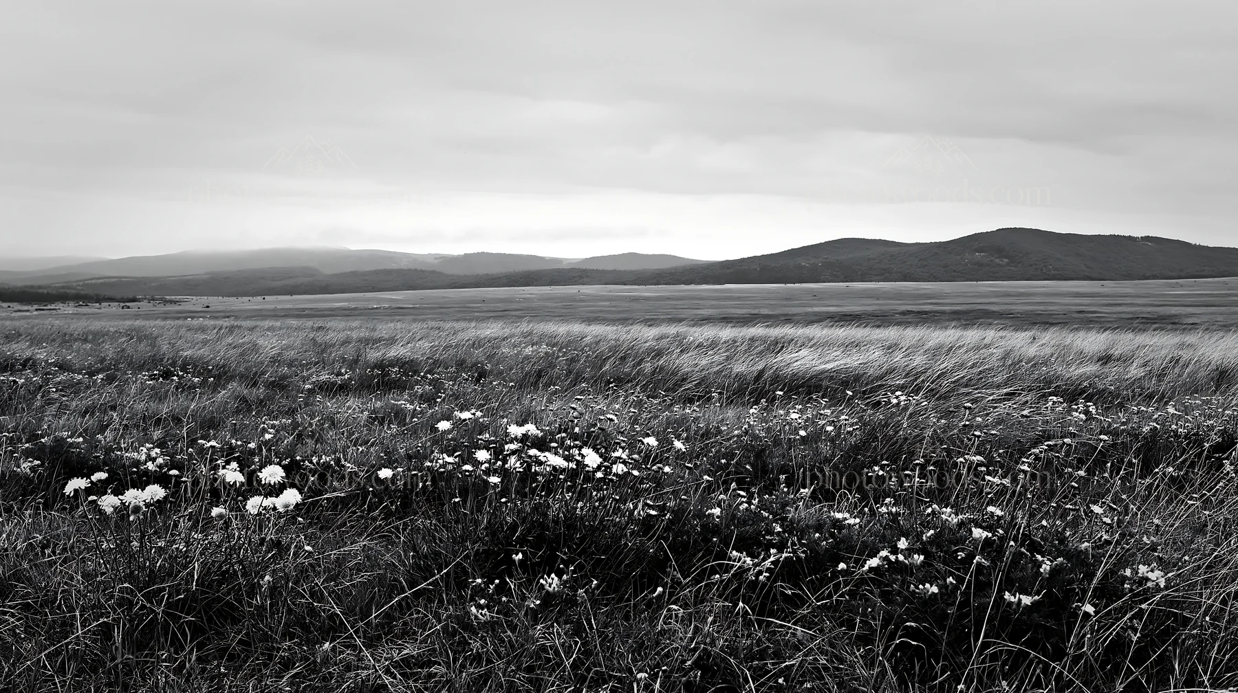 Cloudy limestone meadow landscape with green grass and flowers - AI-generated stock image