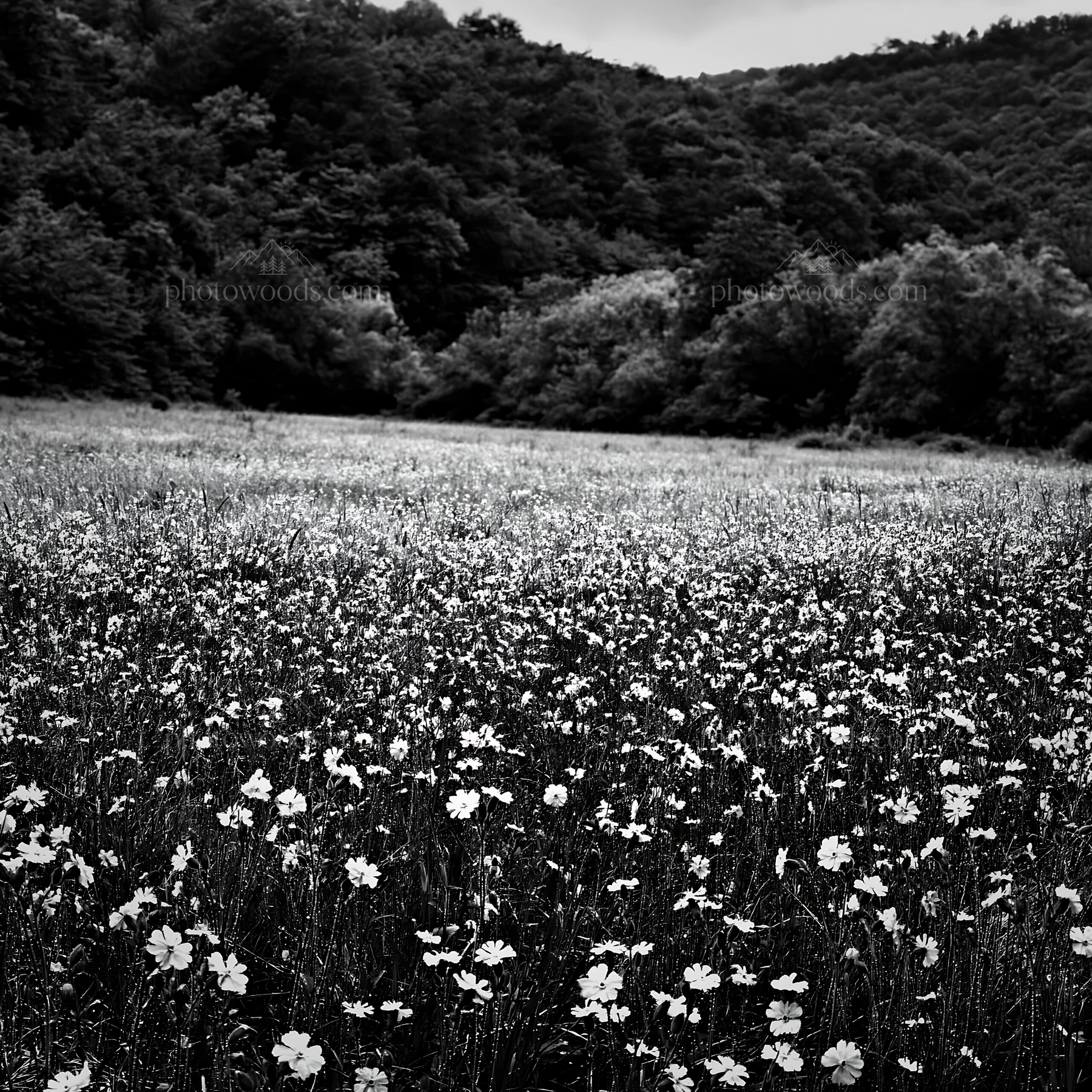 Black and white hungarian meadow along wooded valley with blooming flowers - AI-generated stock image
