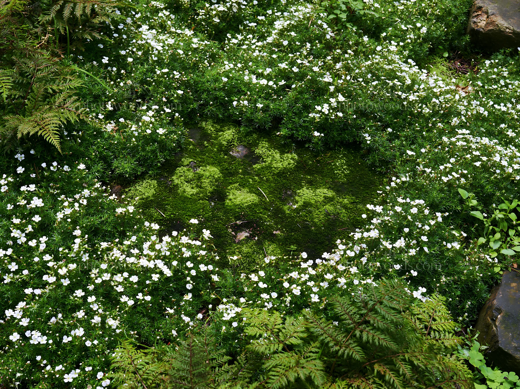 Miyagi spring recovery meadow mossy stone surrounded by flowers - AI-generated stock image
